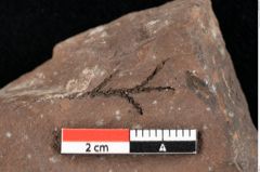 Foto (Detailansicht) von Widdringtonia ungeri Endl. (NHMW-GEO-2024-0188-0134)